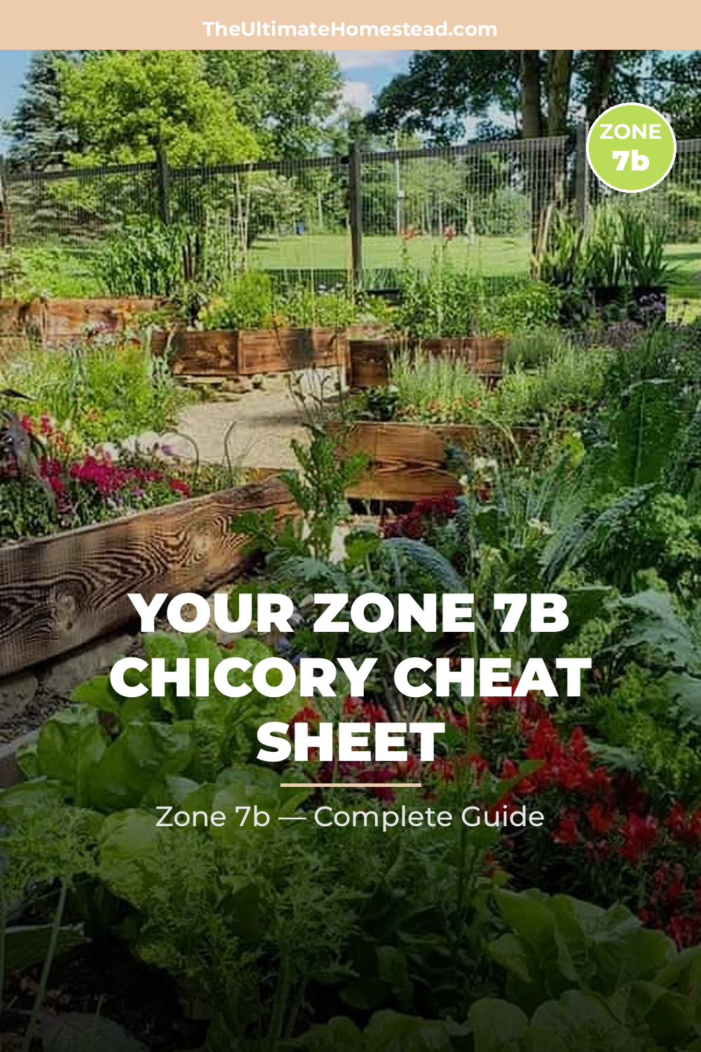 When to Plant Chicory in Zone 7b