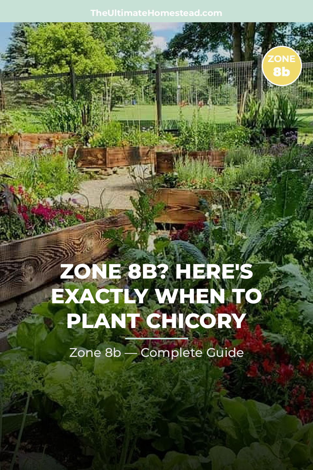 When to Plant Chicory in Zone 8b