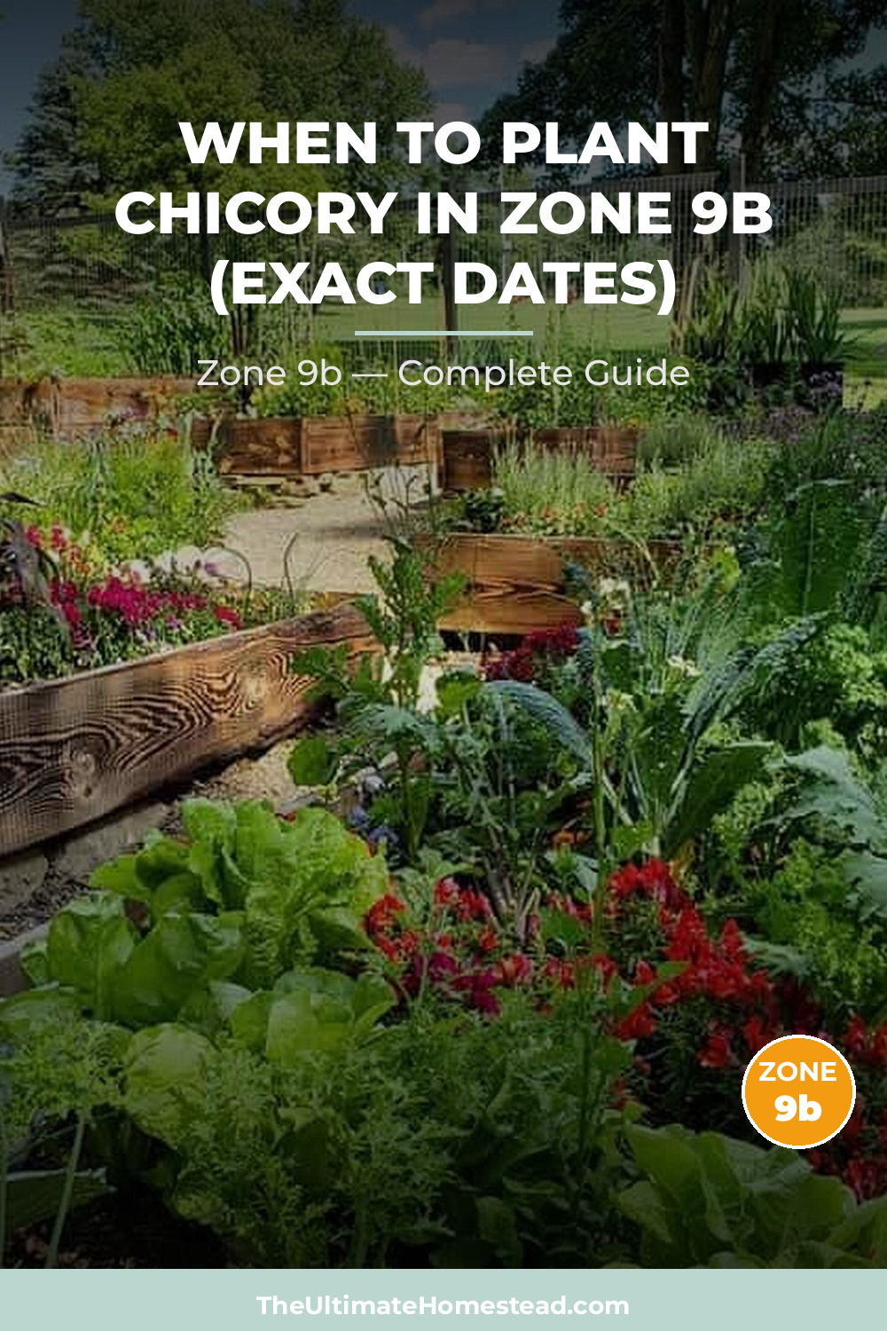 When to Plant Chicory in Zone 9b