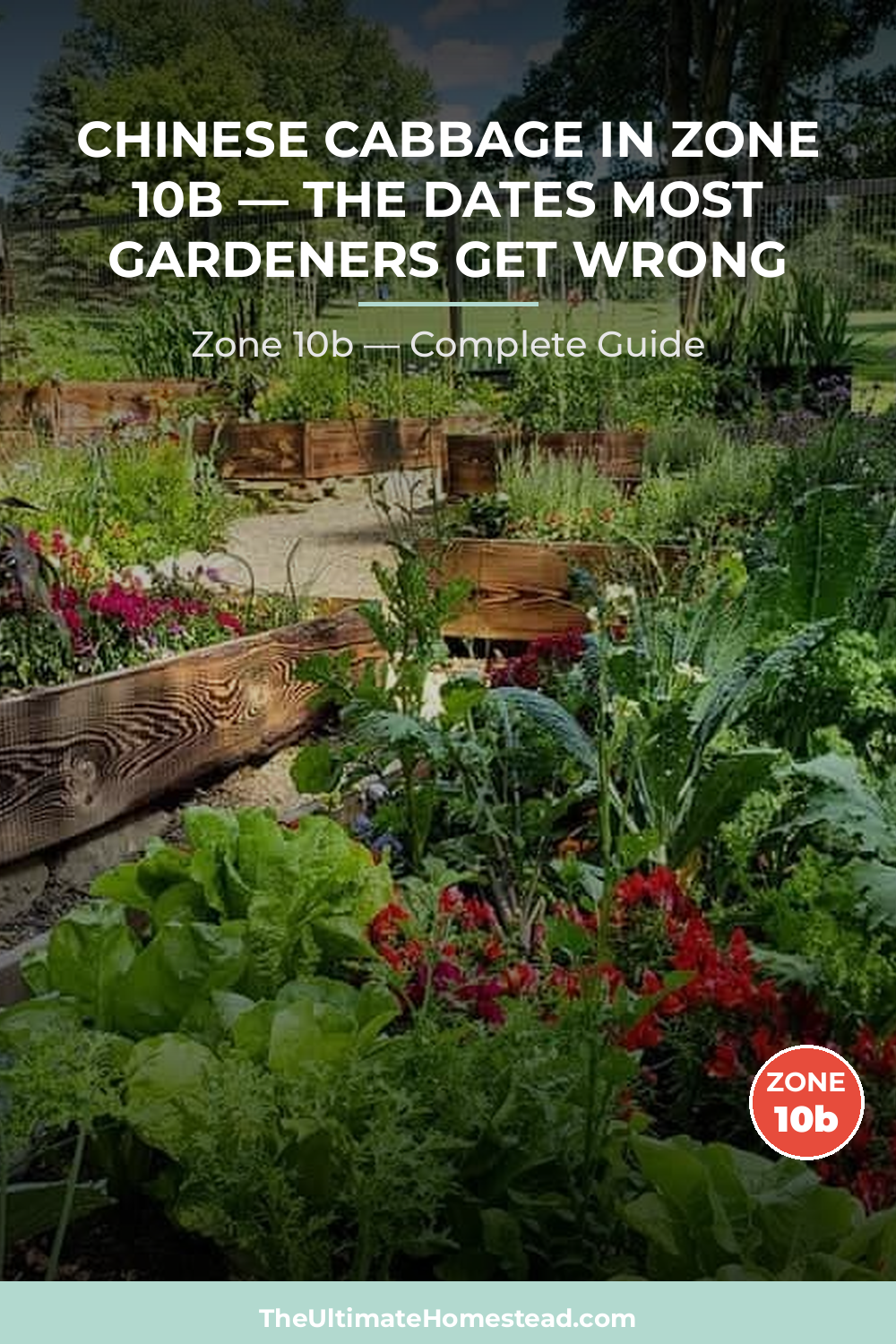 When to Plant Chinese Cabbage in Zone 10b