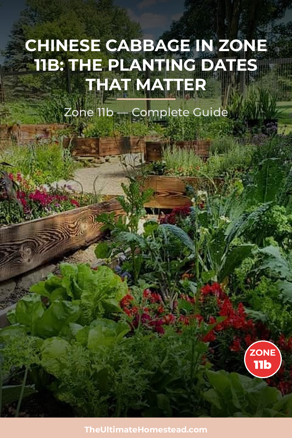 When to Plant Chinese Cabbage in Zone 11b