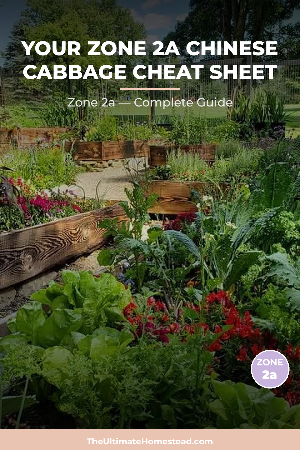When to Plant Chinese Cabbage in Zone 2a