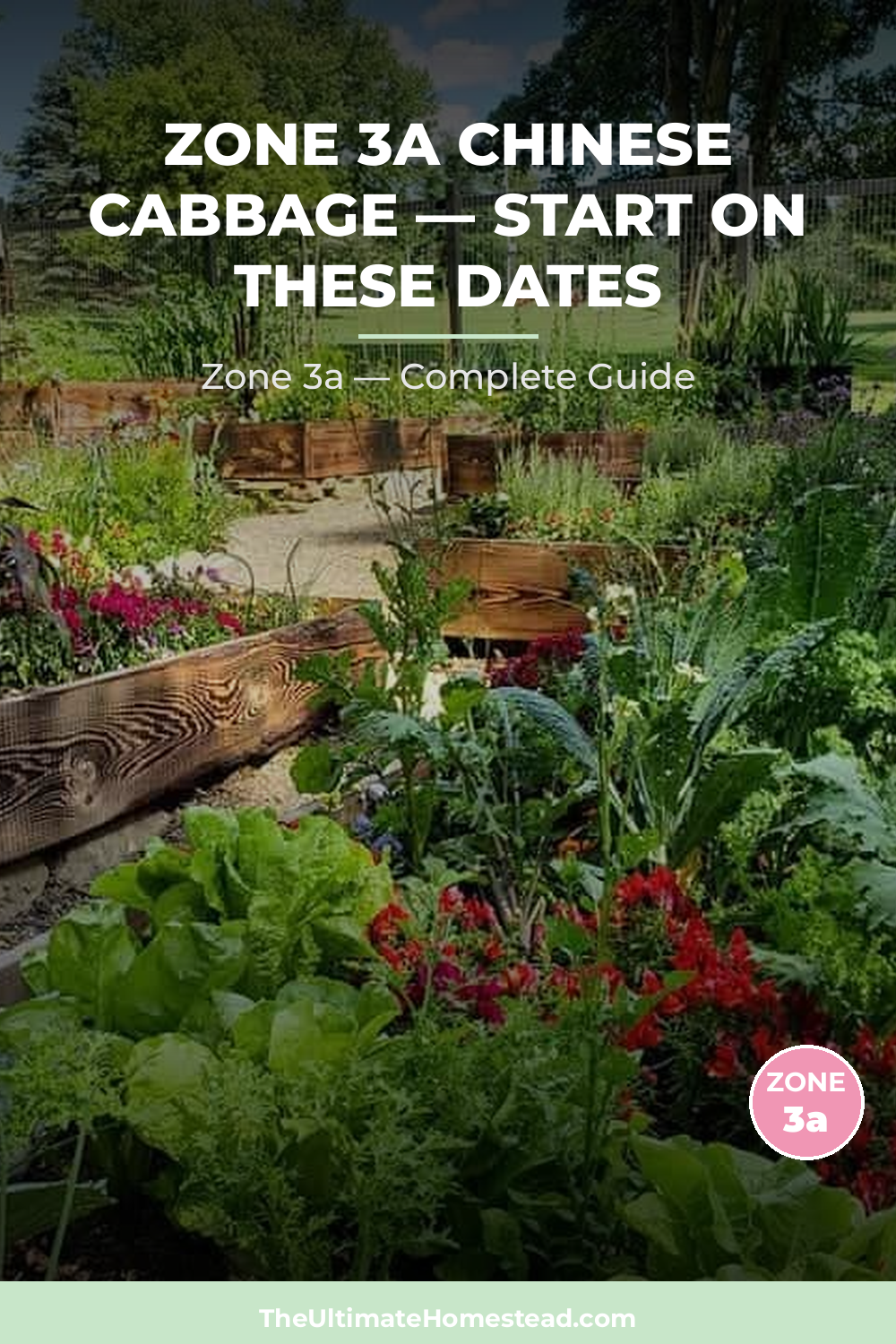 When to Plant Chinese Cabbage in Zone 3a