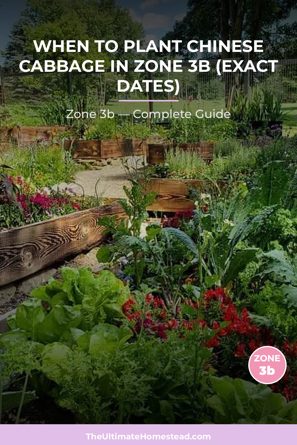 When to Plant Chinese Cabbage in Zone 3b