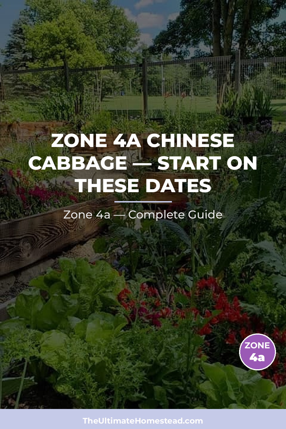 When to Plant Chinese Cabbage in Zone 4a