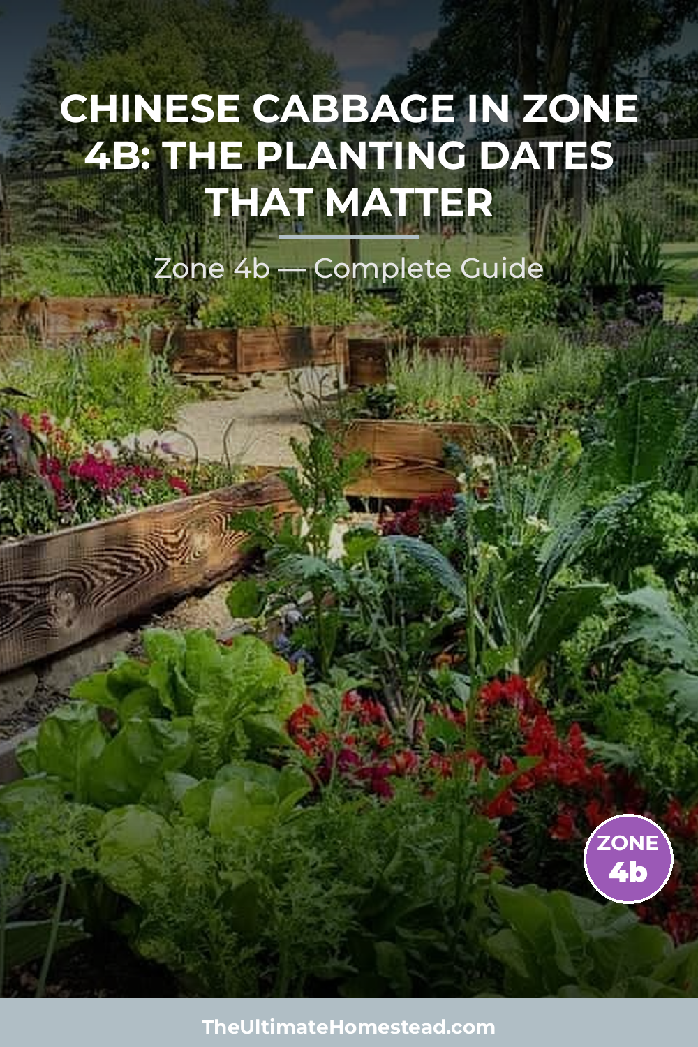 When to Plant Chinese Cabbage in Zone 4b