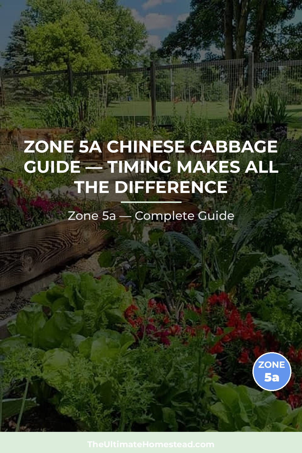 When to Plant Chinese Cabbage in Zone 5a