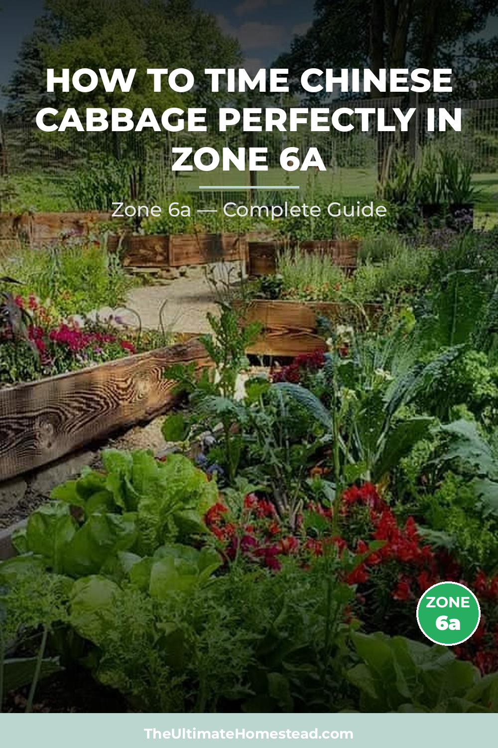 When to Plant Chinese Cabbage in Zone 6a