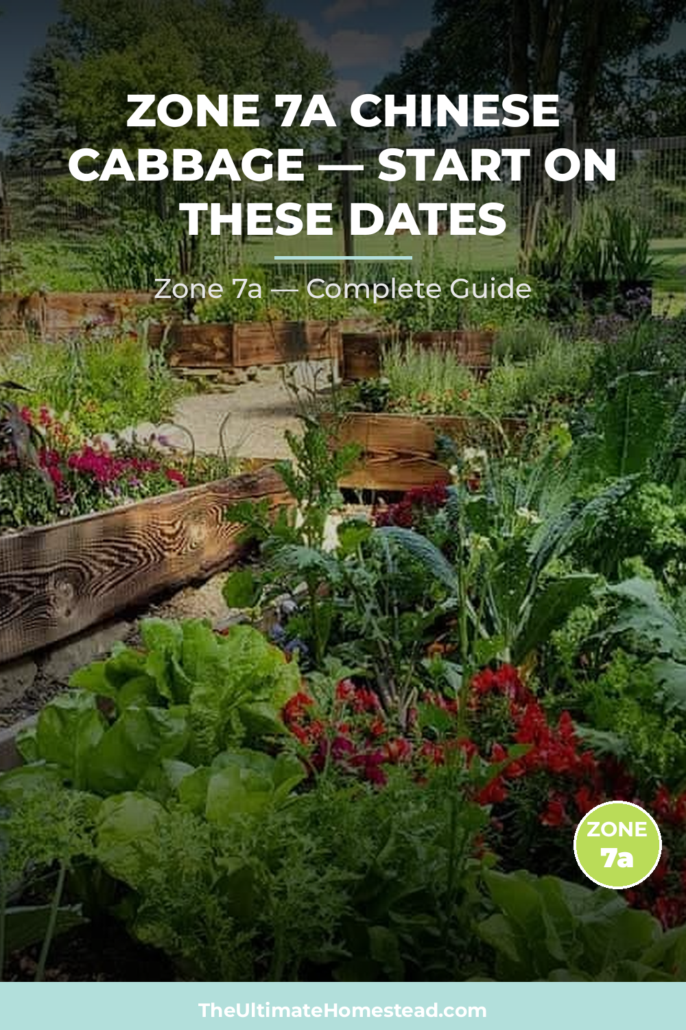 When to Plant Chinese Cabbage in Zone 7a