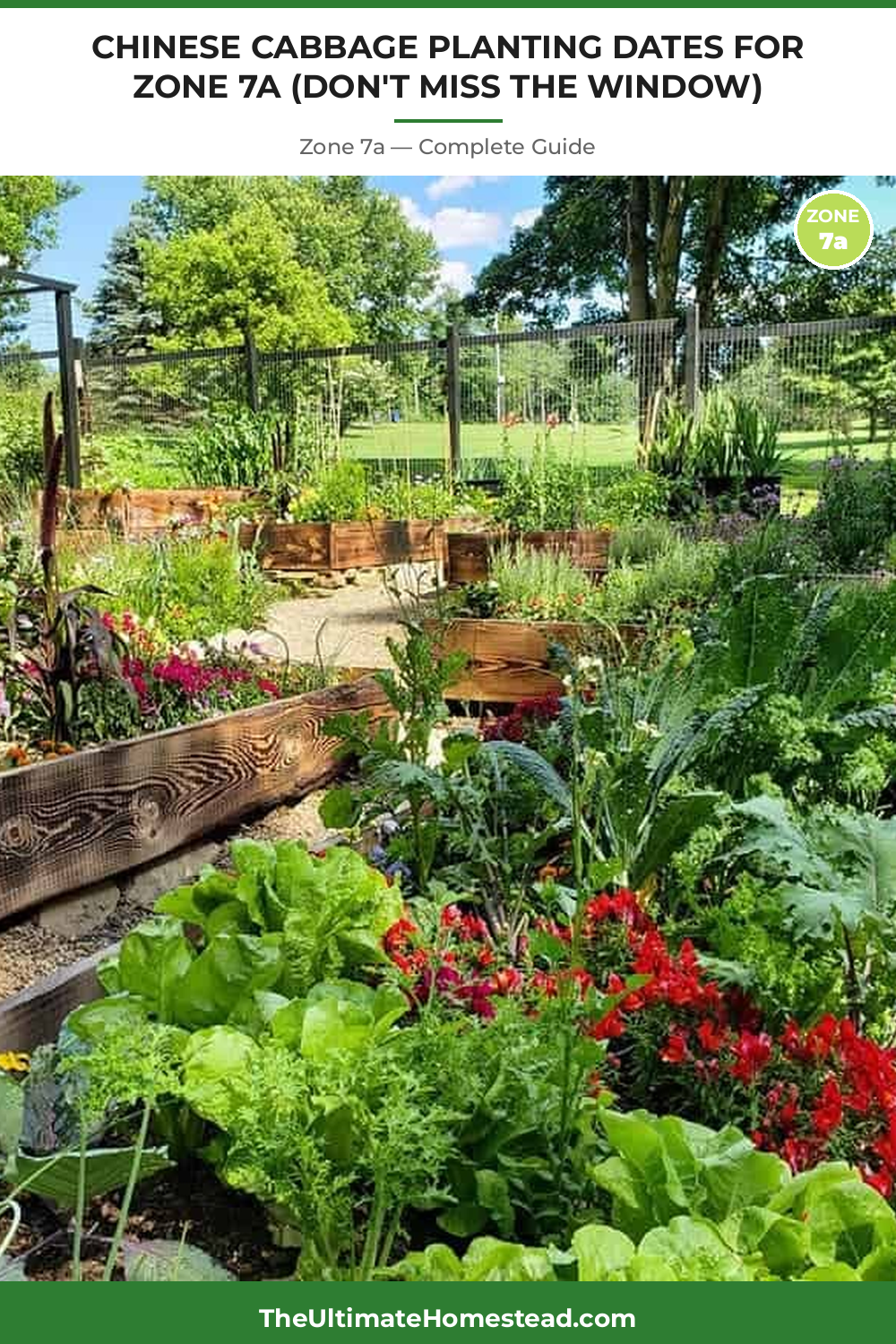 When to Plant Chinese Cabbage in Zone 7a