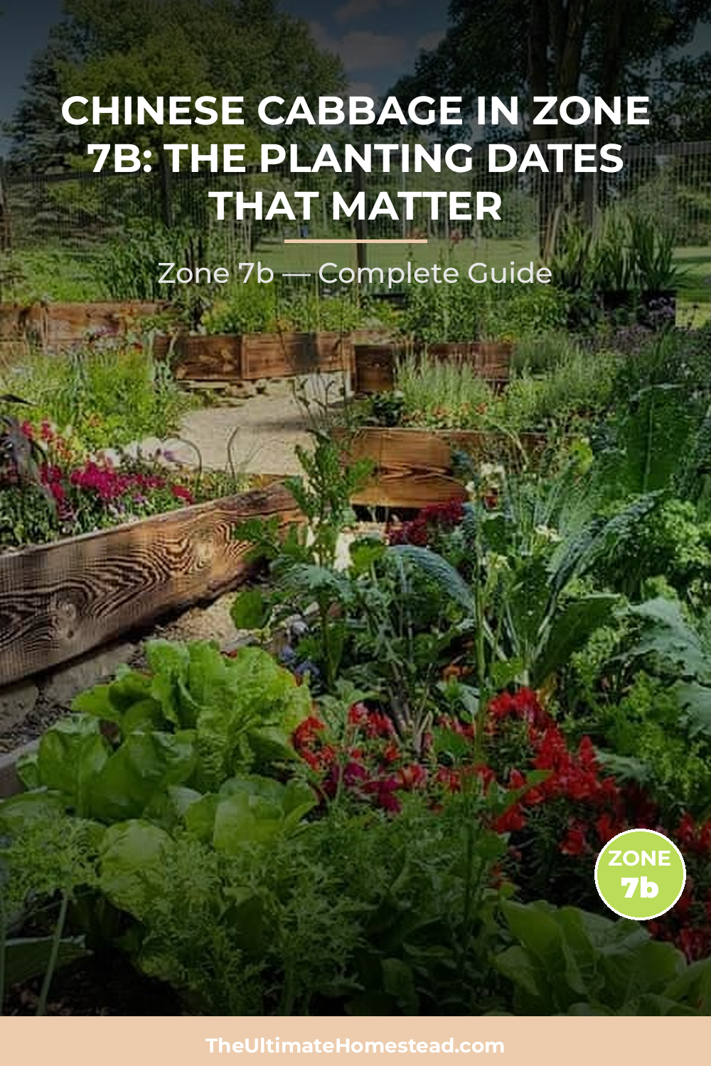 When to Plant Chinese Cabbage in Zone 7b