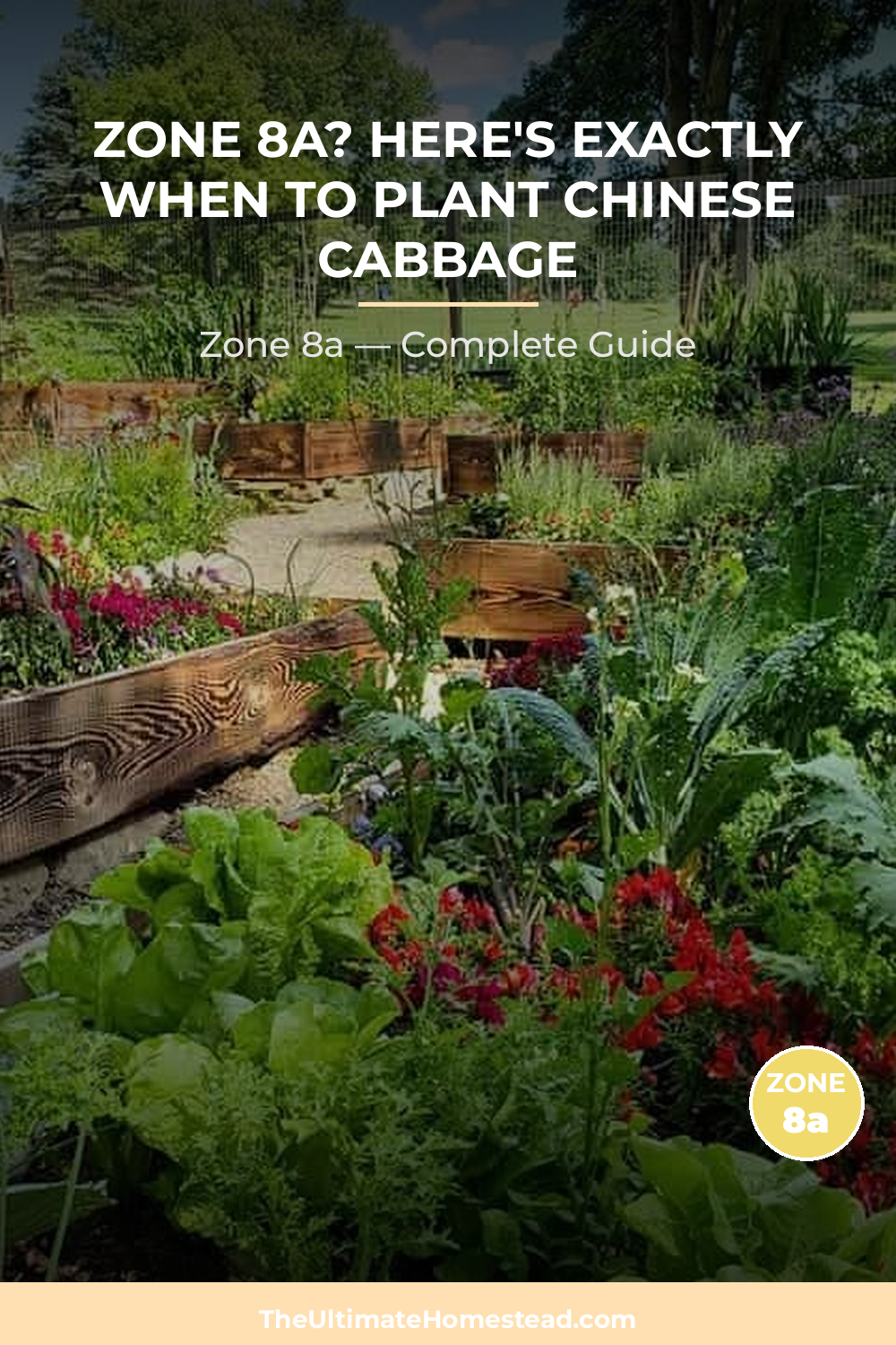 When to Plant Chinese Cabbage in Zone 8a