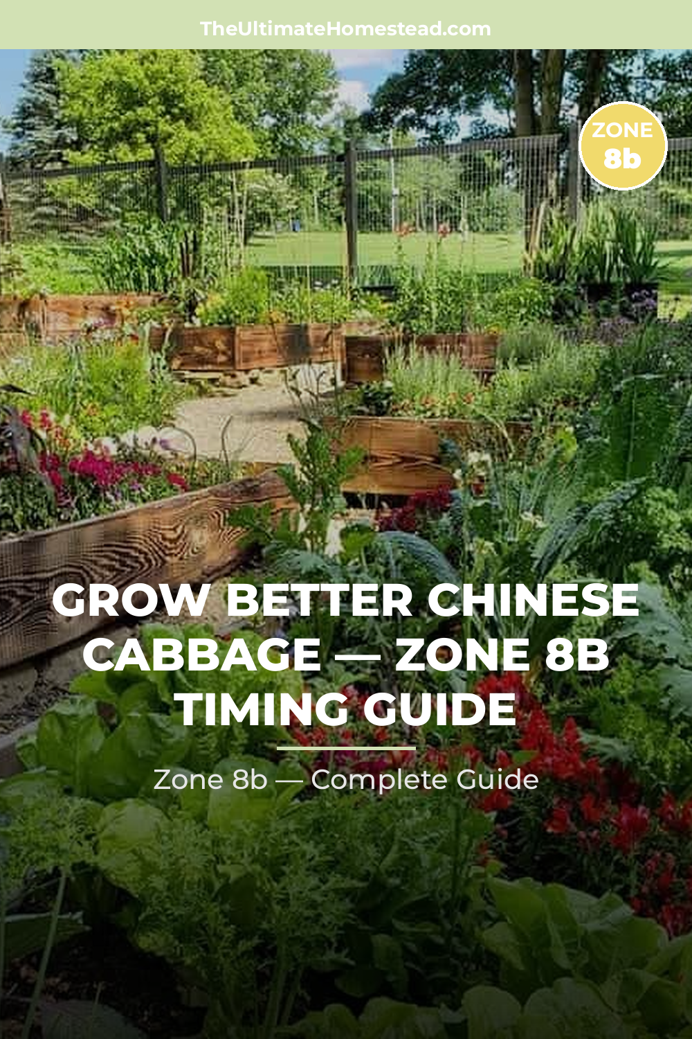 When to Plant Chinese Cabbage in Zone 8b