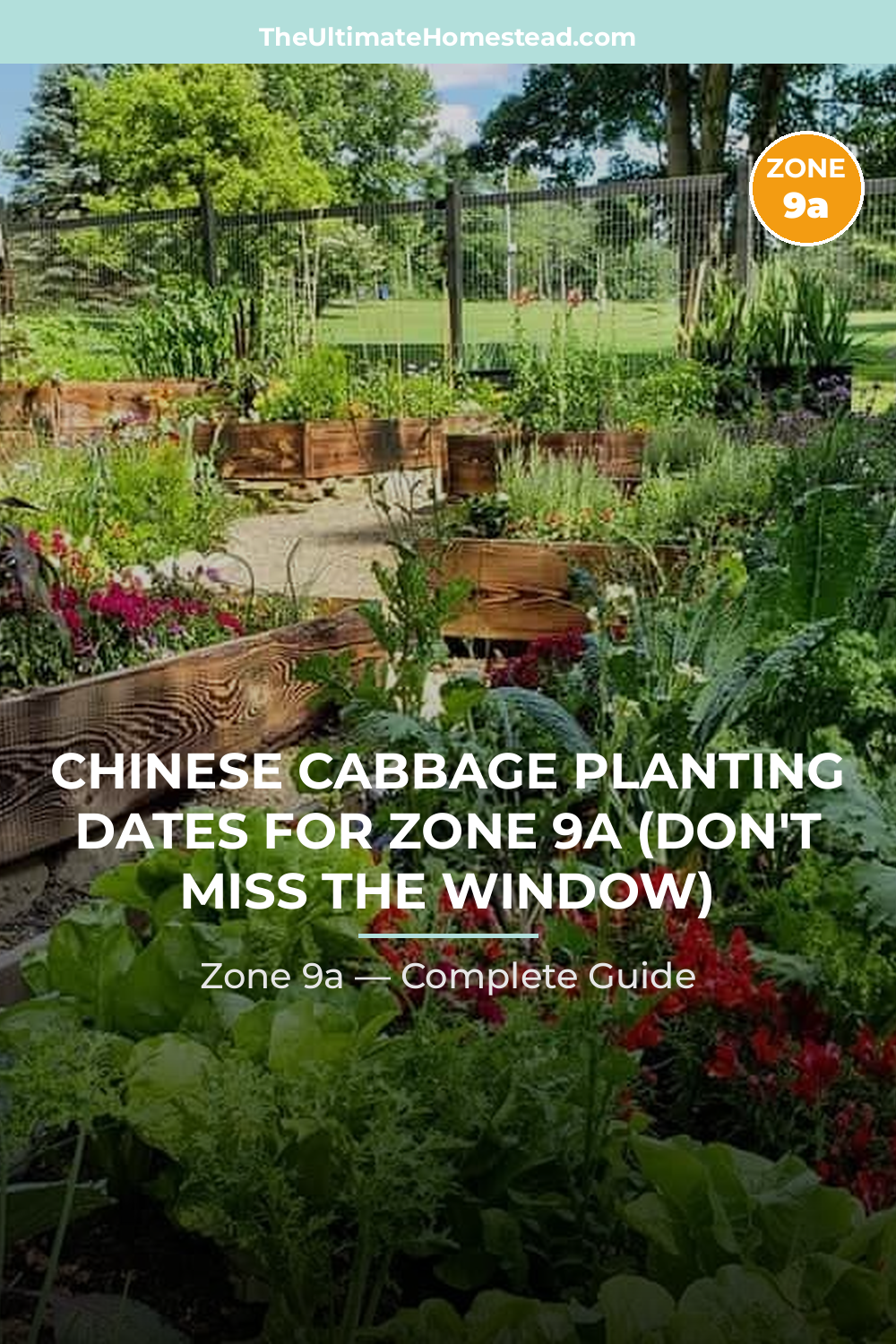 When to Plant Chinese Cabbage in Zone 9a