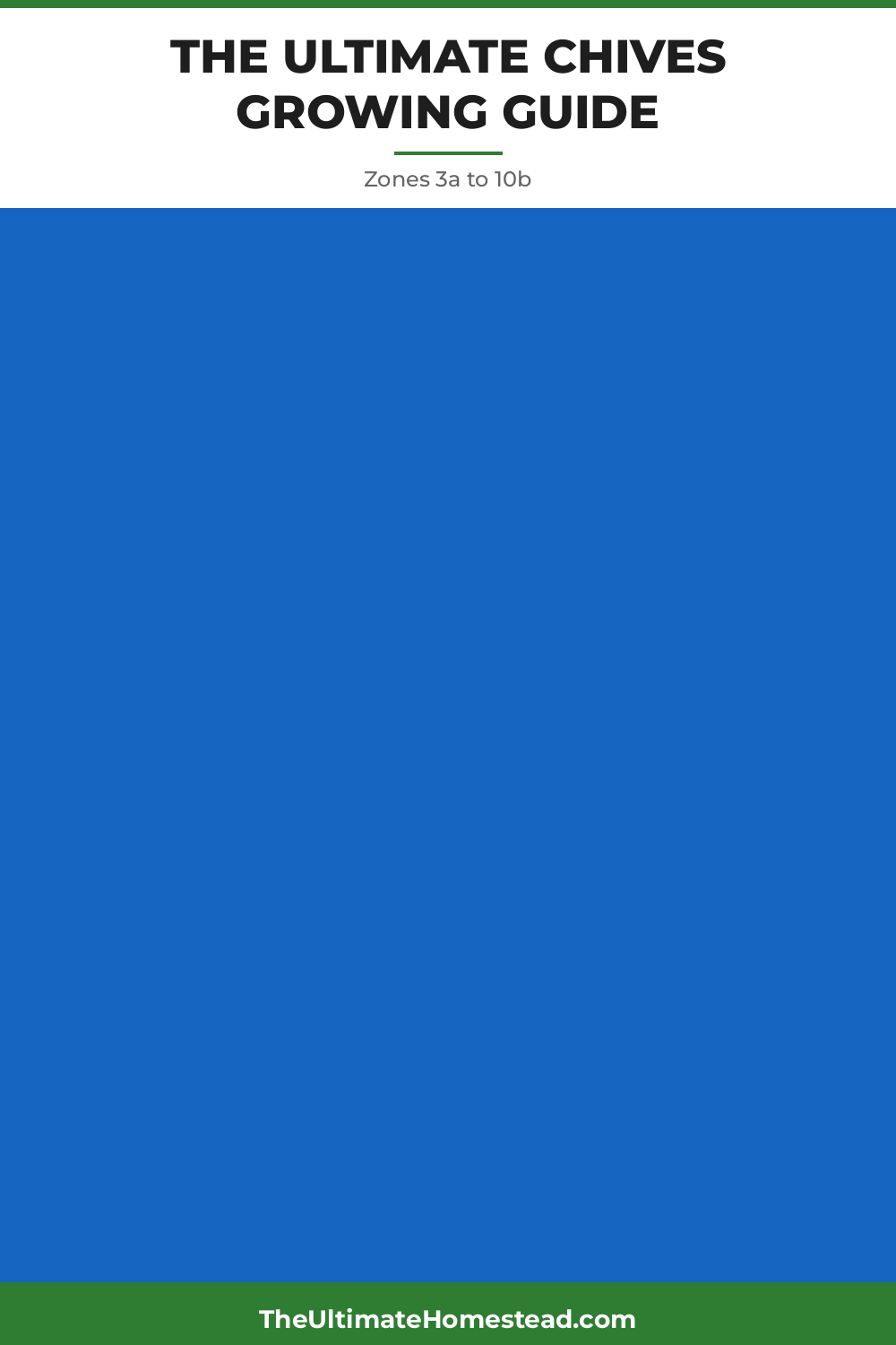 Chives Planting Guide
