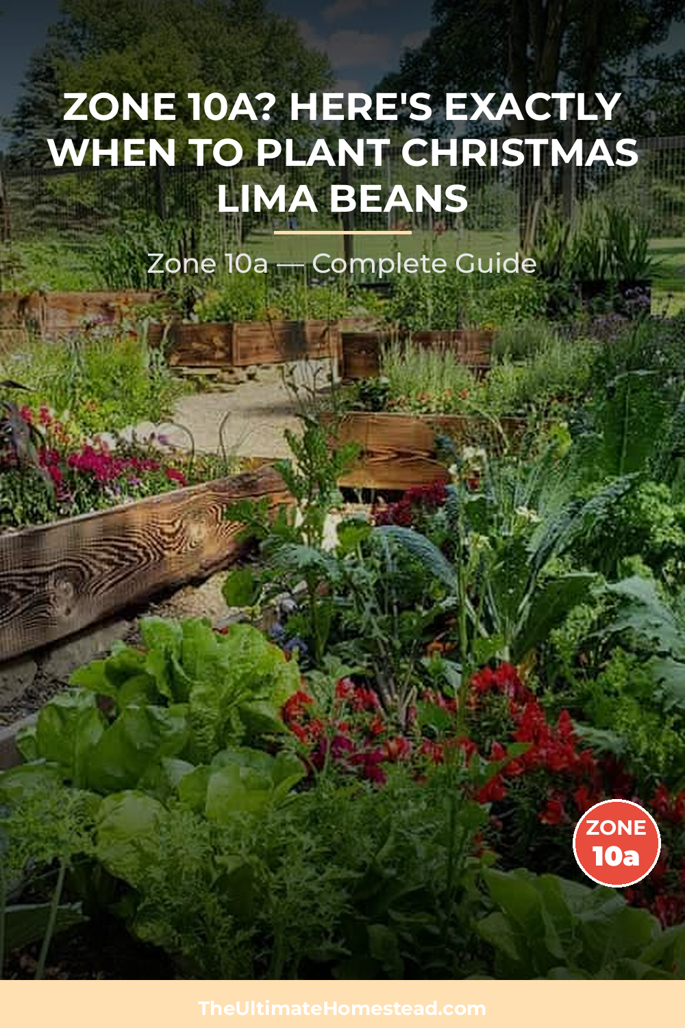 When to Plant Christmas Lima Beans in Zone 10a