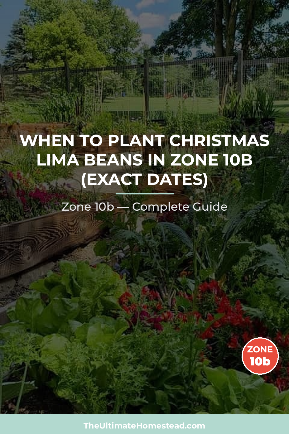 When to Plant Christmas Lima Beans in Zone 10b