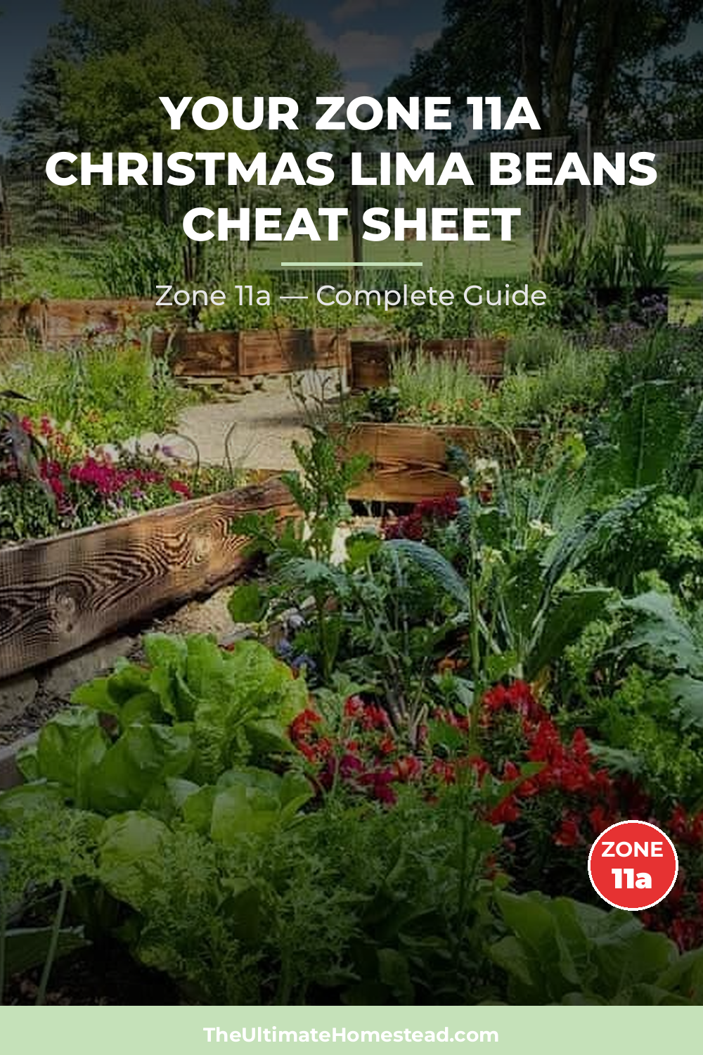 When to Plant Christmas Lima Beans in Zone 11a