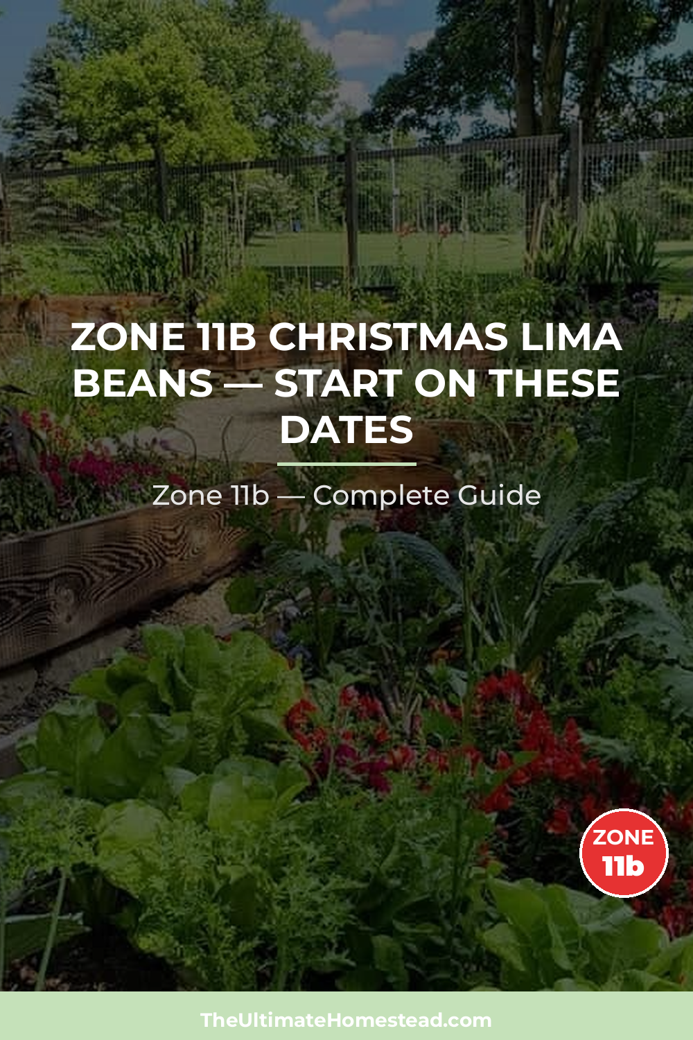 When to Plant Christmas Lima Beans in Zone 11b