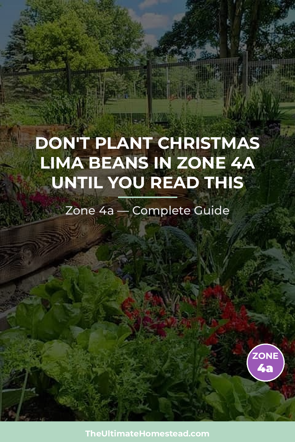 When to Plant Christmas Lima Beans in Zone 4a