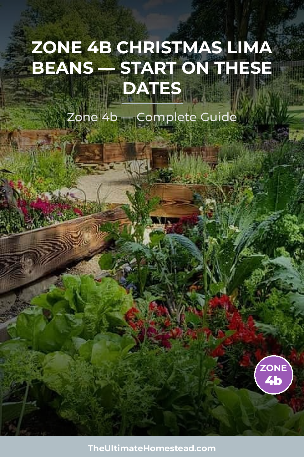When to Plant Christmas Lima Beans in Zone 4b