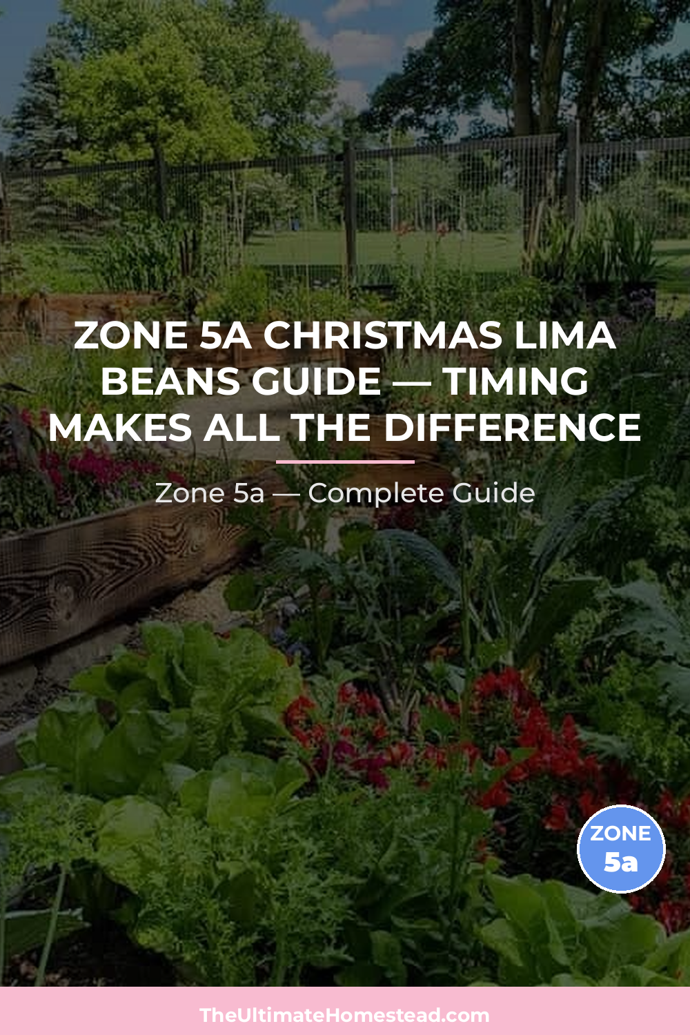 When to Plant Christmas Lima Beans in Zone 5a
