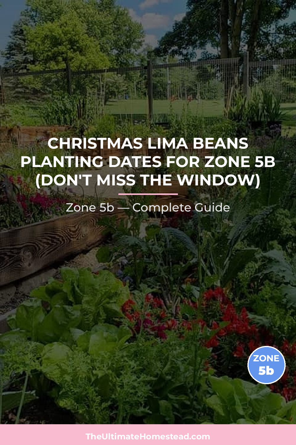When to Plant Christmas Lima Beans in Zone 5b