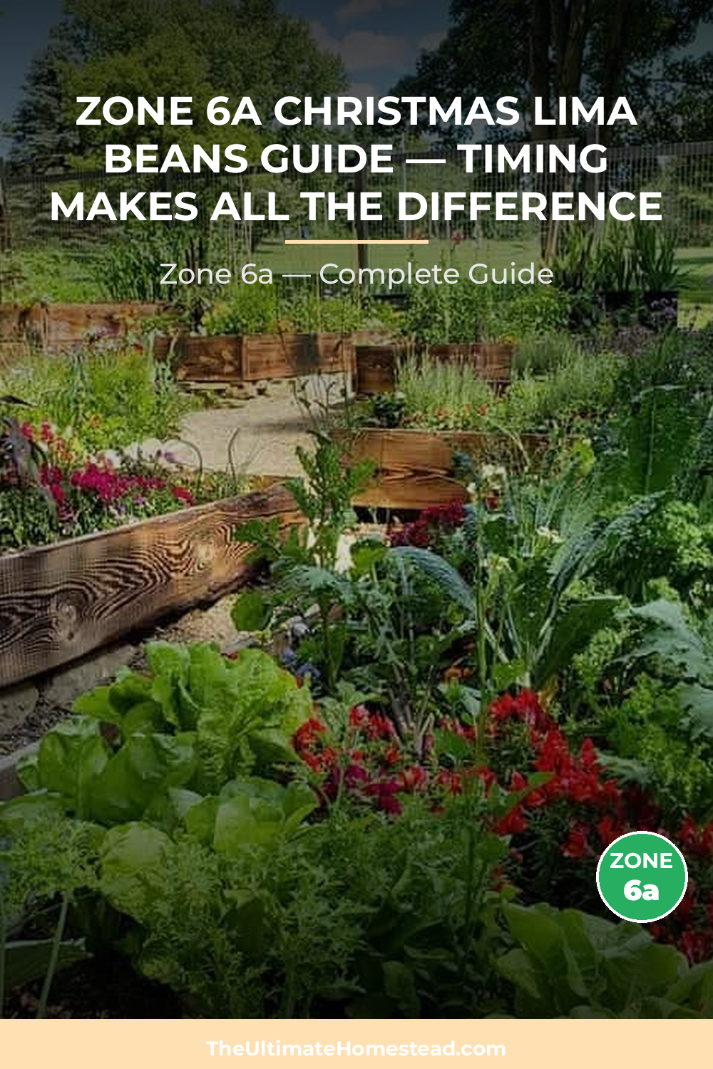 When to Plant Christmas Lima Beans in Zone 6a