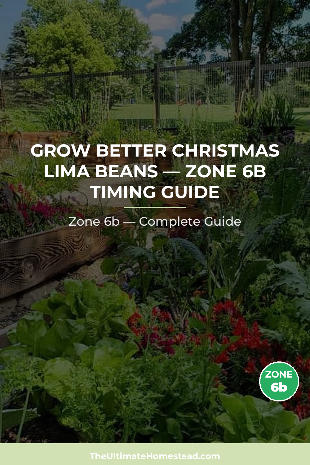 When to Plant Christmas Lima Beans in Zone 6b