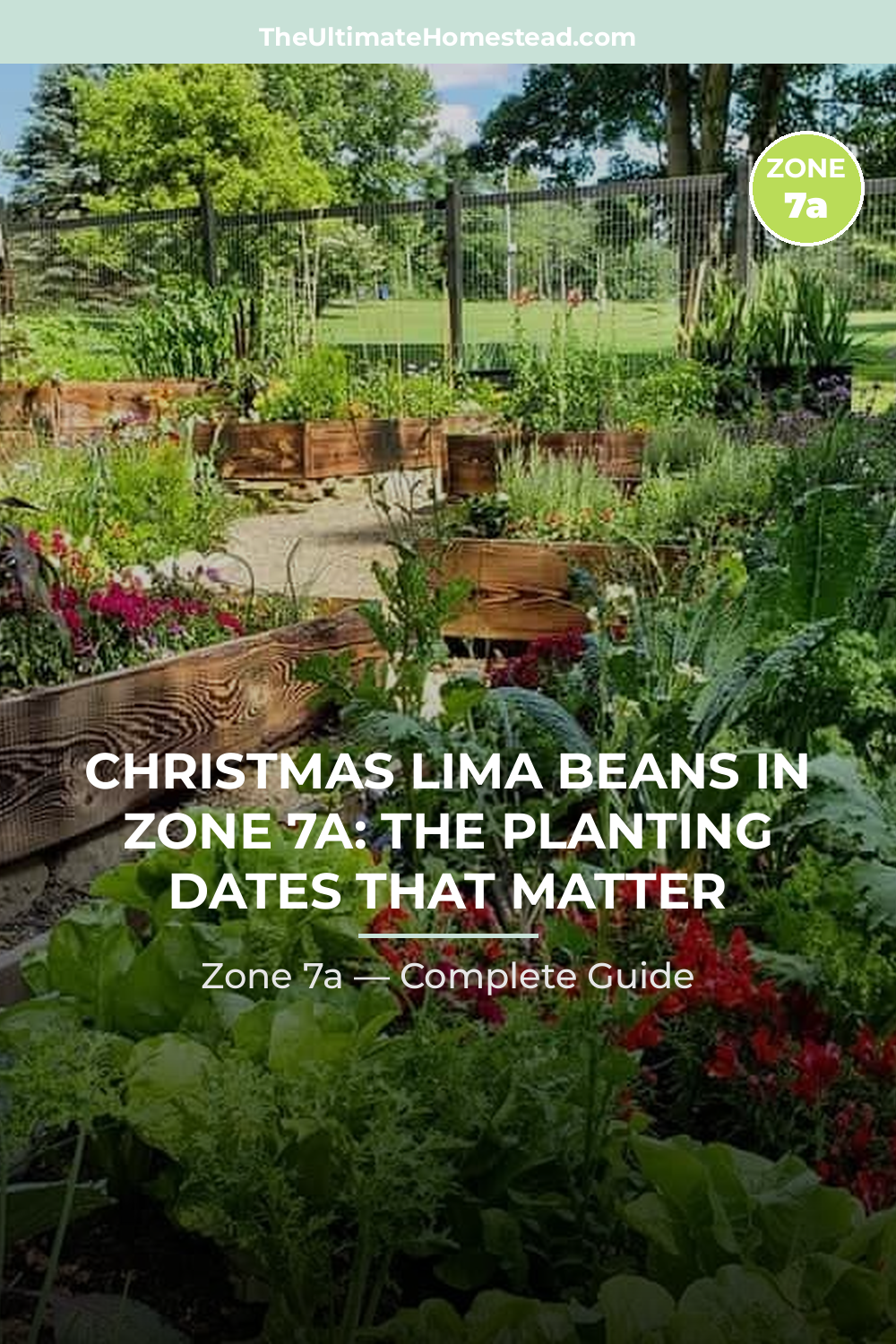 When to Plant Christmas Lima Beans in Zone 7a