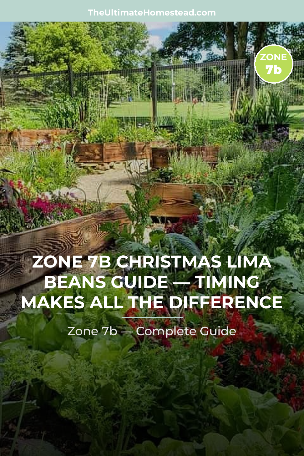When to Plant Christmas Lima Beans in Zone 7b