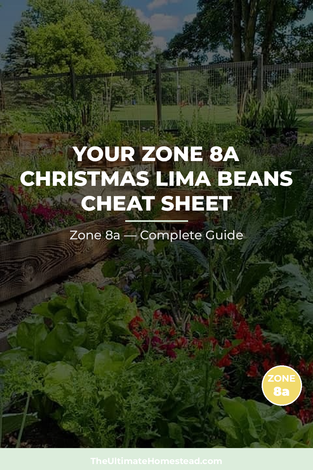 When to Plant Christmas Lima Beans in Zone 8a