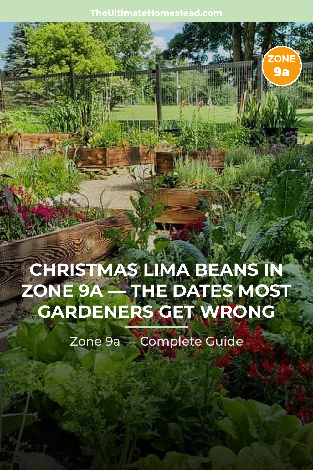 When to Plant Christmas Lima Beans in Zone 9a