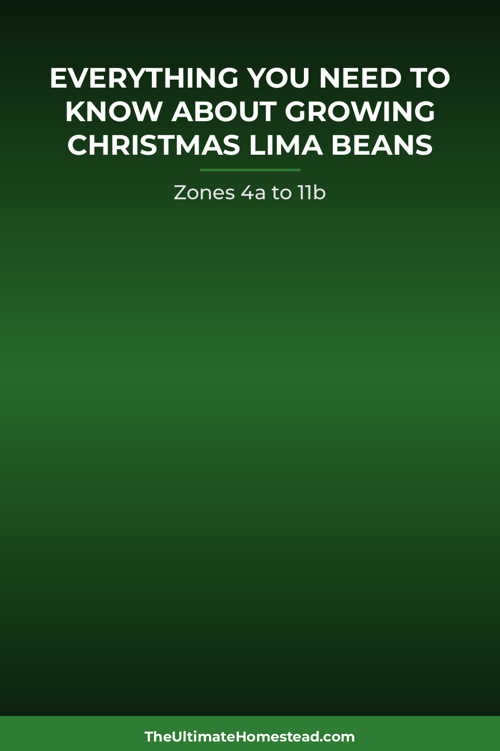 Christmas Lima Beans Planting Guide