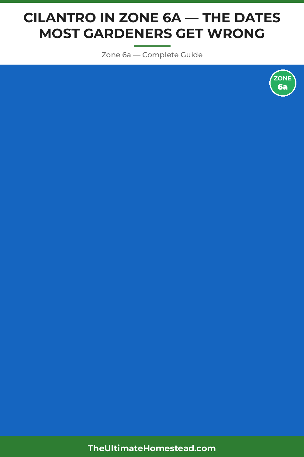 When to Plant Cilantro in Zone 6a