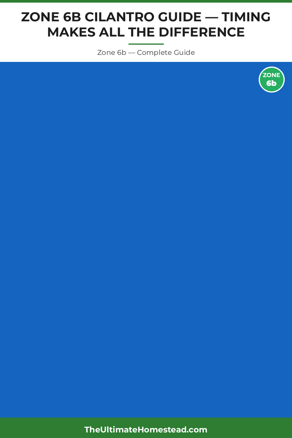 When to Plant Cilantro in Zone 6b