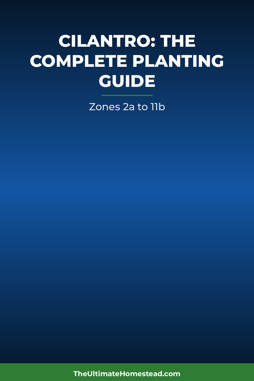 Cilantro Planting Guide