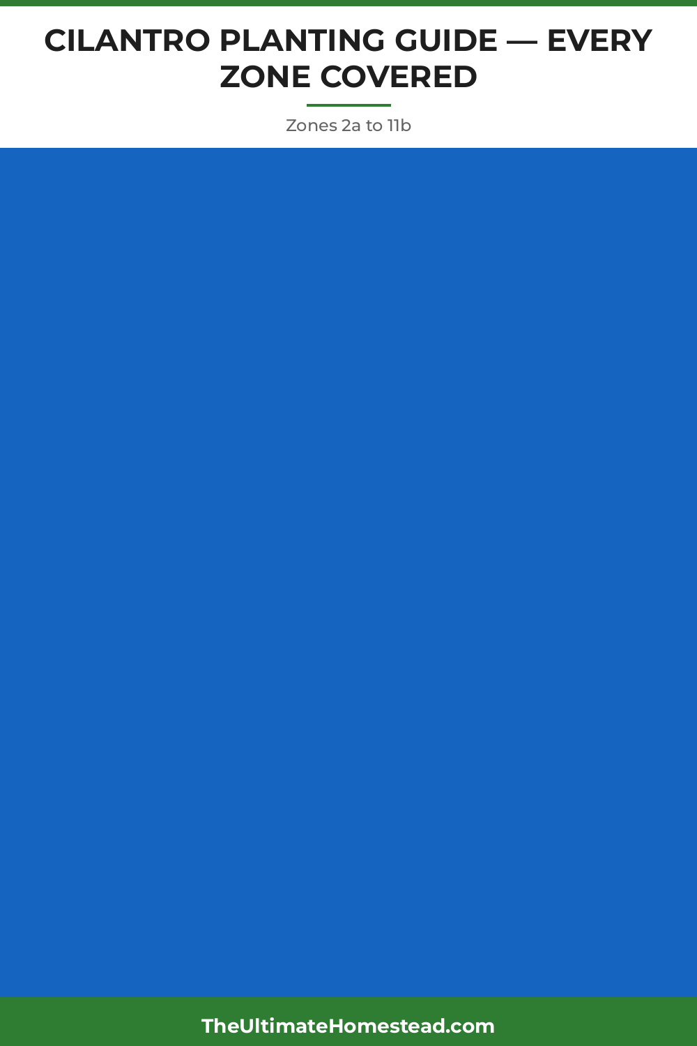 Cilantro Planting Guide