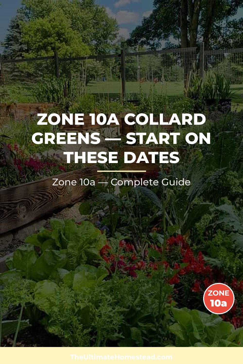 When to Plant Collard Greens in Zone 10a