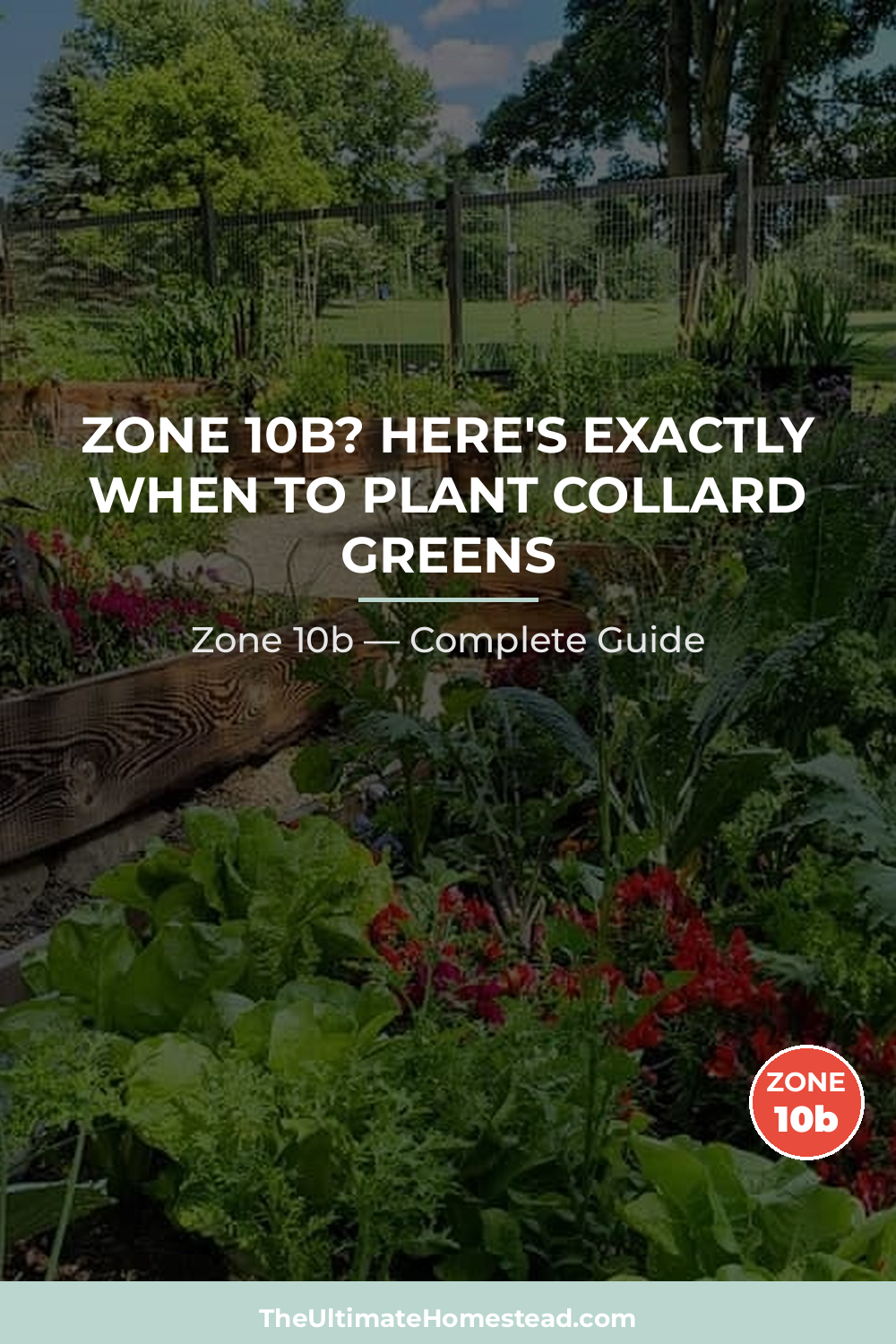 When to Plant Collard Greens in Zone 10b