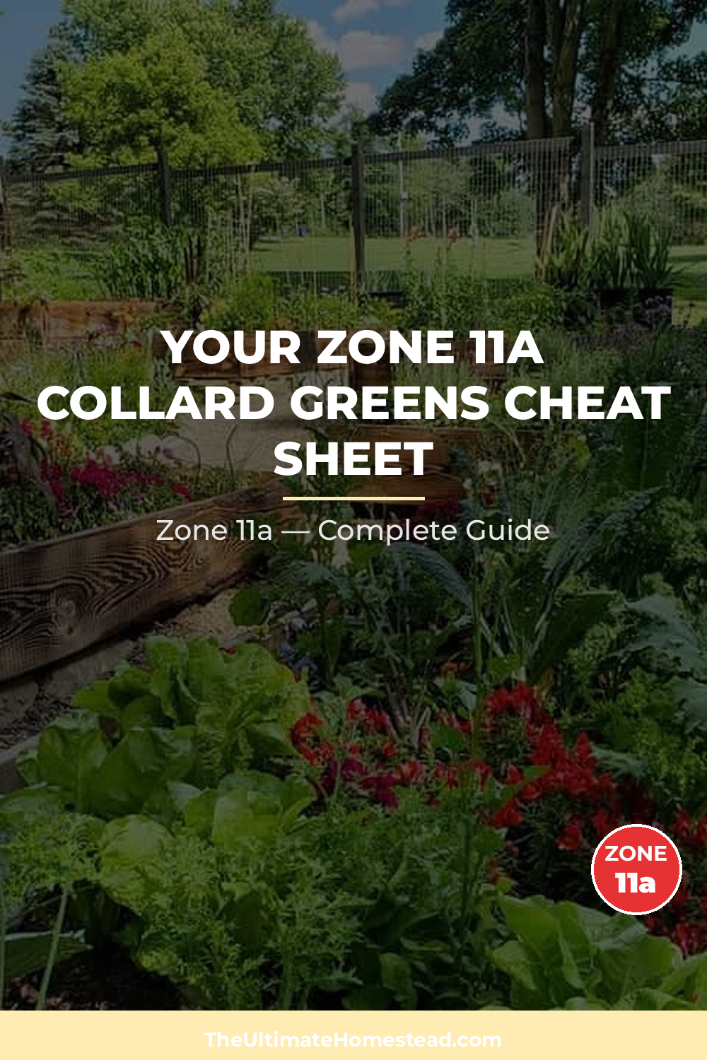 When to Plant Collard Greens in Zone 11a