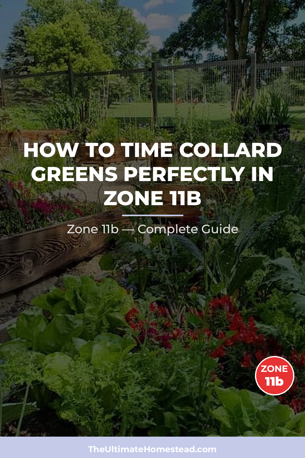 When to Plant Collard Greens in Zone 11b