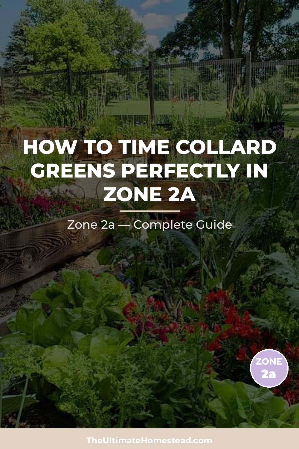 When to Plant Collard Greens in Zone 2a
