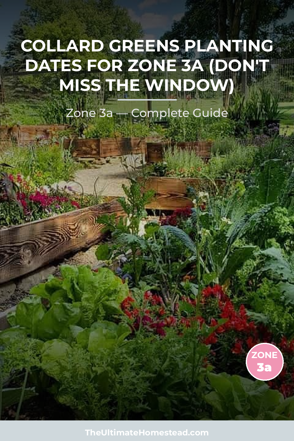 When to Plant Collard Greens in Zone 3a