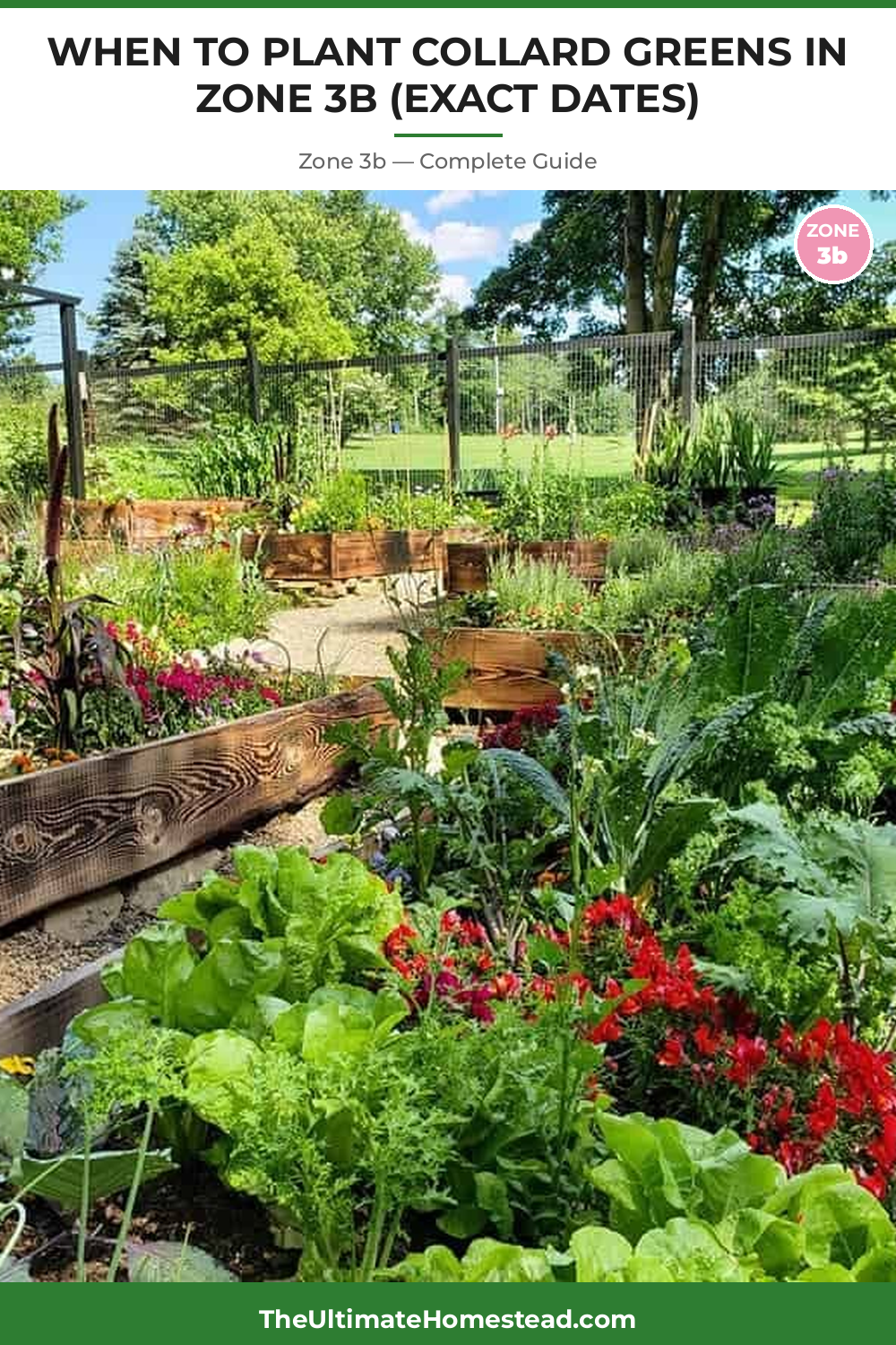 When to Plant Collard Greens in Zone 3b