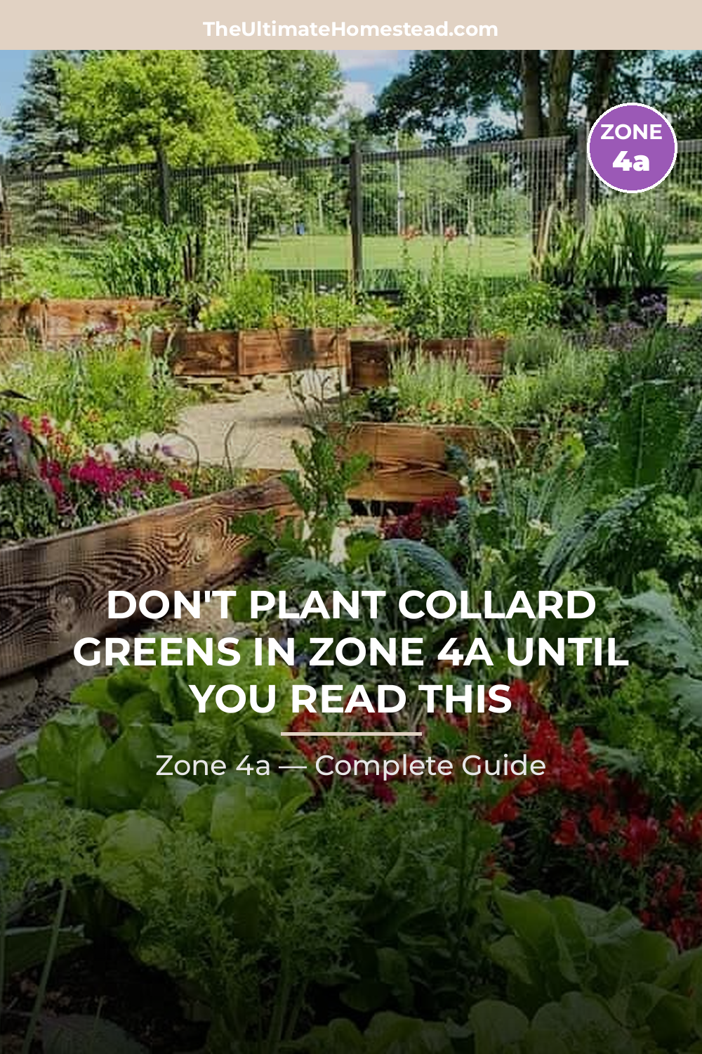 When to Plant Collard Greens in Zone 4a