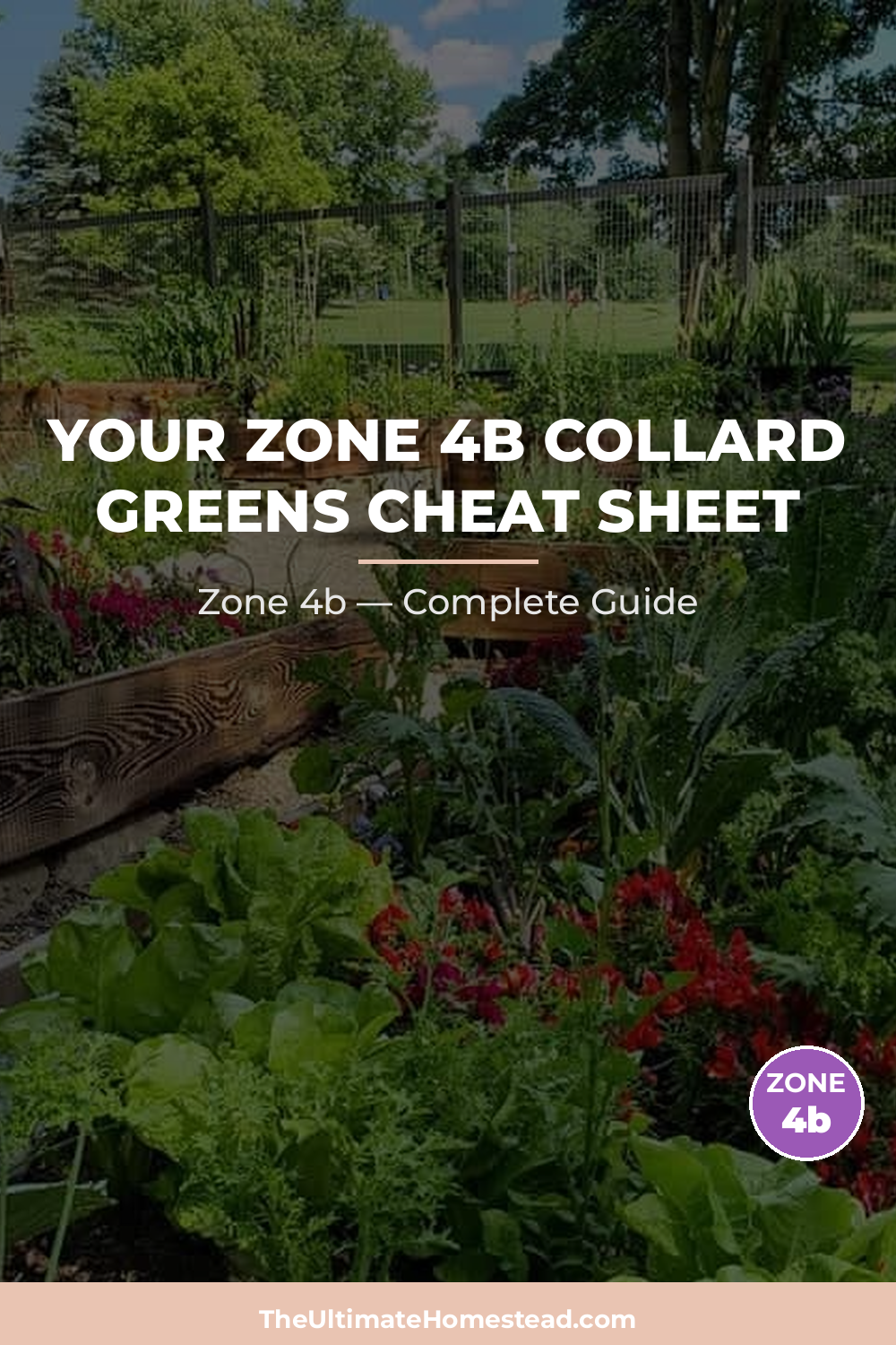When to Plant Collard Greens in Zone 4b