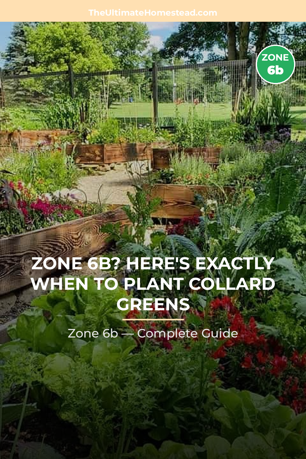 When to Plant Collard Greens in Zone 6b