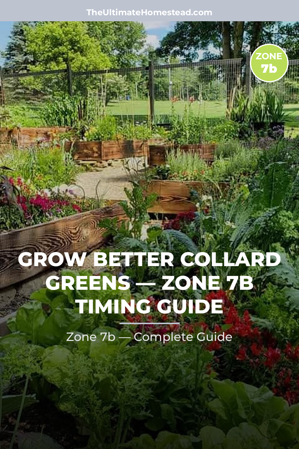 When to Plant Collard Greens in Zone 7b