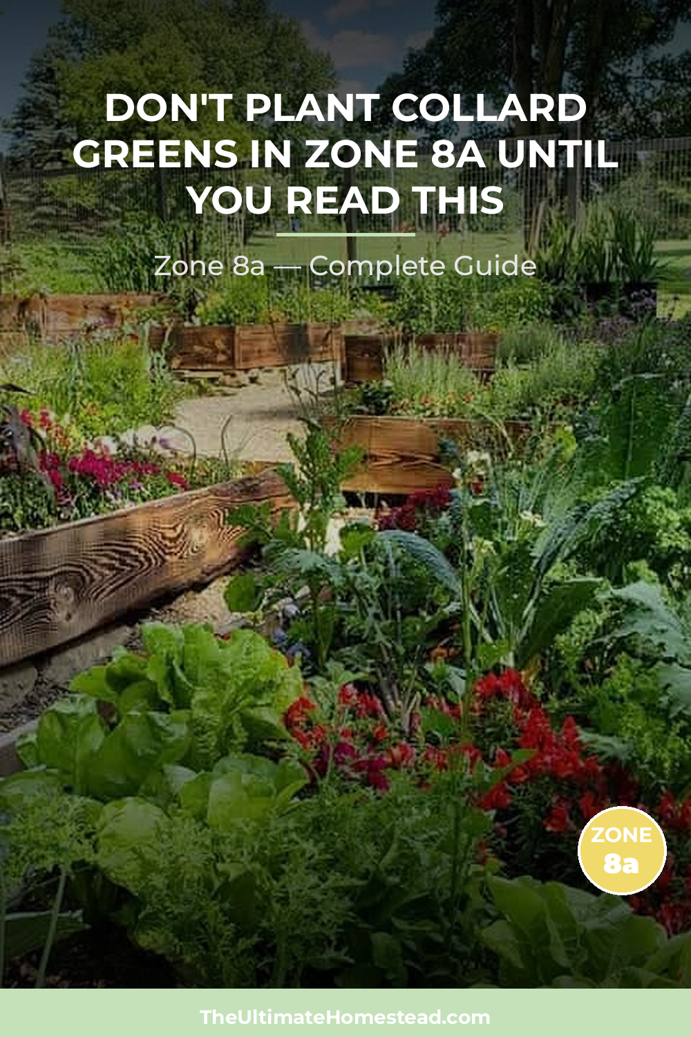 When to Plant Collard Greens in Zone 8a